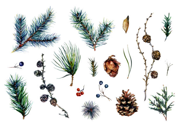 illustrations, cliparts, dessins animés et icônes de collection d’aquarelles de branches de conifères et de cônes de pin - plante à feuillage persistant