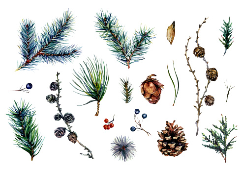 Watercolor Collection of Conifer Branches and Pinecones Isolated on White Background. Evergreen Forest Elements. Blue Pine, Larch Cones, Juniper Branch, Cypress, Spruce. Winter Christmas Decoration.