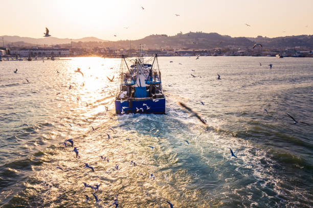 Fishing trawler and seagulls in the sea