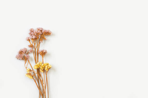 istock Dry branches and flowers isolated on a white background 1273918245