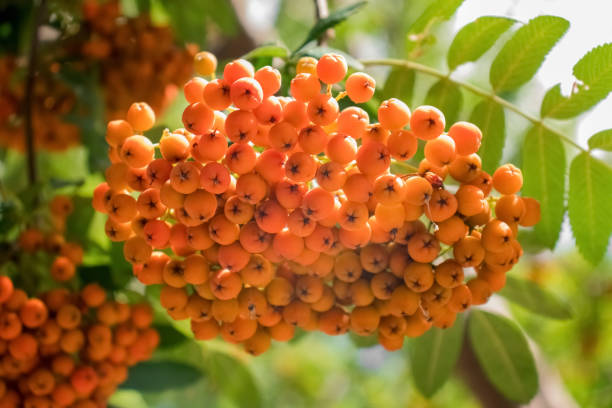 istock Bunch of orange rowan berries close up 1273918728