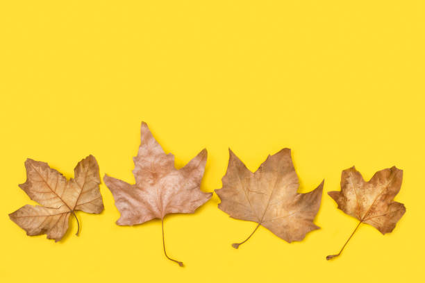 istock Brown leaves on a yellow background 1273918909