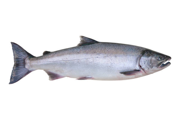 istock Silver or Coho salmon isolated on white background 1273919038