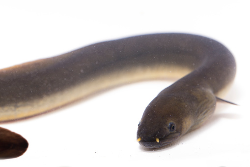 Close Up of Shortfin eel ,Anguilla bicolor isolated on white background