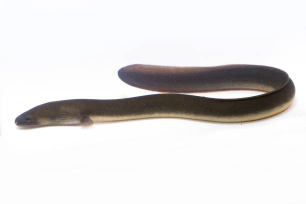 Close Up of Shortfin eel ,Anguilla bicolor isolated on white background