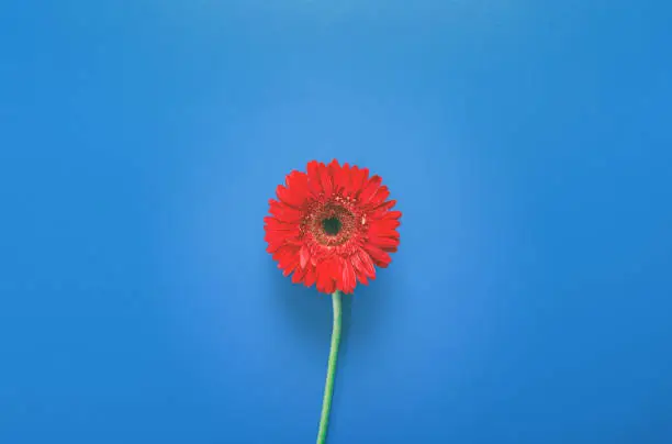 One red gerbera flower on a blue background. Top View
