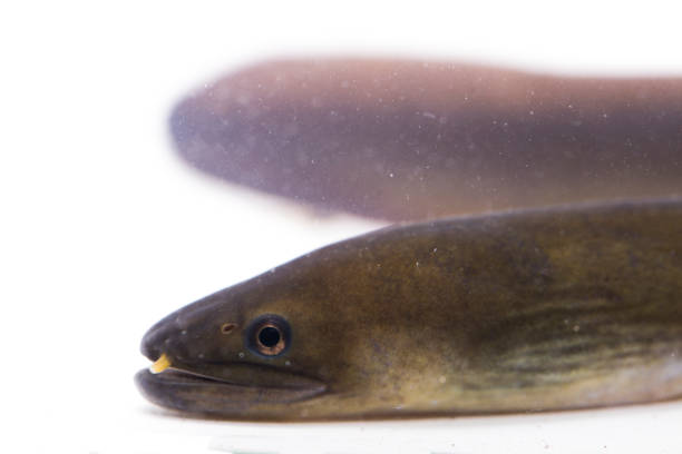 istock Close Up of Shortfin eel ,Anguilla bicolor isolated on white background 1273920489