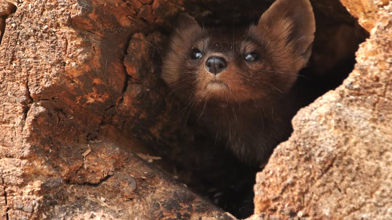 Sable (Martes zibellina) playing on the ground near nest, Russia