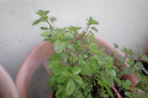 istock holy basil leaves tulsi 1273920939