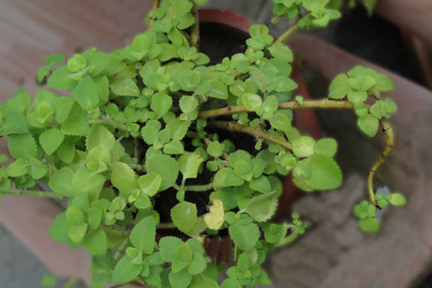 istock ajwain leaves in clay pot 1273920942