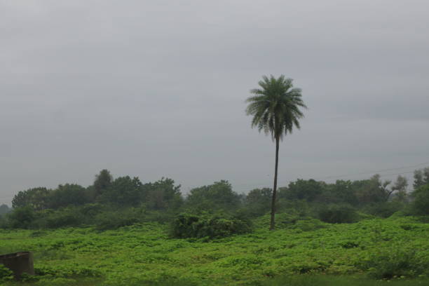 istock green beatiful landscape with palm tree 1273921623