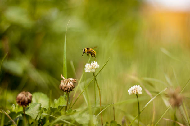 istock bumblebee flying in the meadow 1273921795