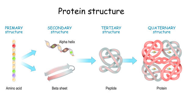 Protein structure levels. From Amino acid to Alpha helix, Beta sheet, peptide, and protein molecule. Protein structure levels: Primary, Secondary, Tertiary, and Quaternary. From Amino acid to Alpha helix, Beta sheet, peptide, and protein molecule. concept. Vector illustration. physical structure stock illustrations
