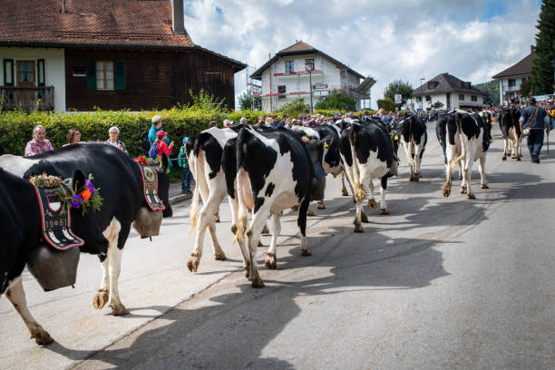 cows on the annual transhumance at Charmey near Gruyeres, Fribourg zone on the Swiss alps