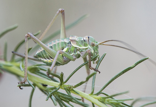 Steropleurus species Saddle Bush-cricket nymph of this peculiar insect of the mimetic green grasshopper family perched on Artemisia in unfocused green background flash lighting