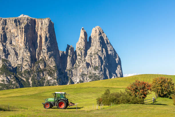 On Seiser Alm, Alpe di Siusi, with a view of Schlern mountain, Sciliar, South Tyrol