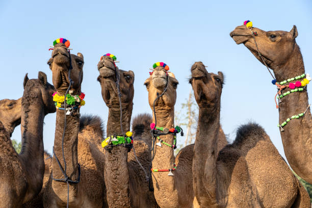 istock Camels in desert Thar during Pushkar Camel Fair, Rajasthan, India 1273928117