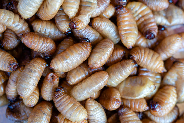 Fried silk worms delicious in street food in Thailand. Close up Fried silk worms delicious in street food in Thailand. They are deep fried until reaching a complete state of crispness, heavily salted, and eaten as a protein enriched snack. fried insects for snack thai food at market stock pictures, royalty-free photos & images
