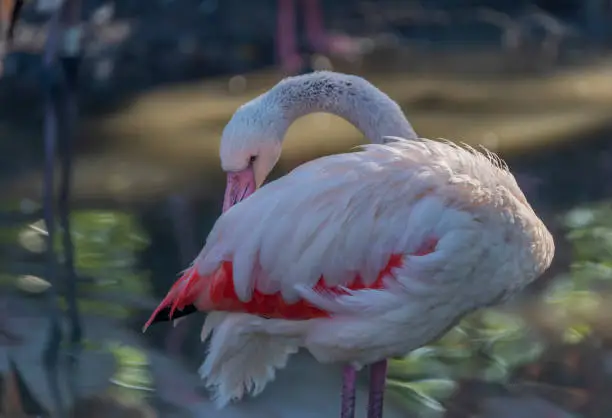 Photo of Flamingo bird in color summer sunny morning near water