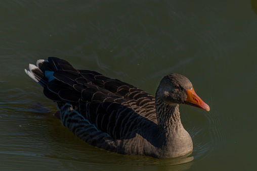 Duck on south Bohemia pond near Hluboka nad Vltavou town in summer morning