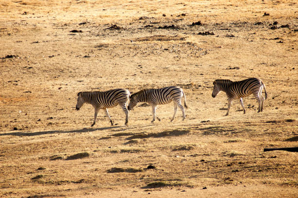 istock Zebra in South African Game Reserve 1273931343