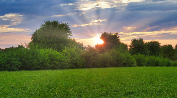 istock Sunset with a yellow sun and sun rays thru trees. 1273931434