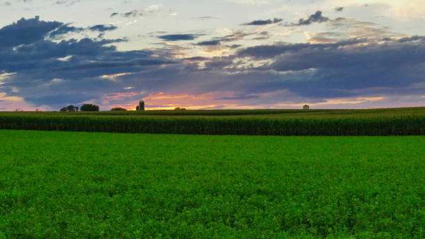 istock Sunset over farmlands and corn fields with clouds and blue sky 1273932000