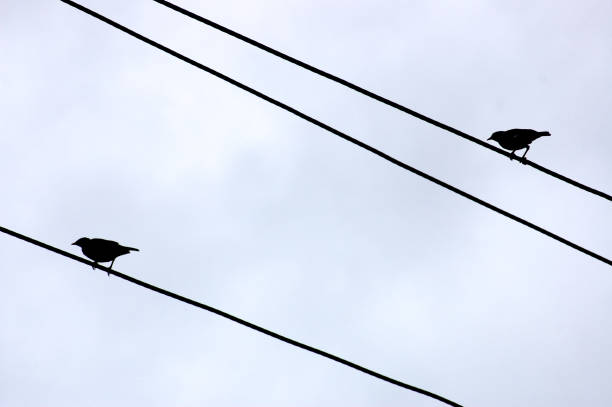 istock Two birds sitting on a power electric line wire 1273932679