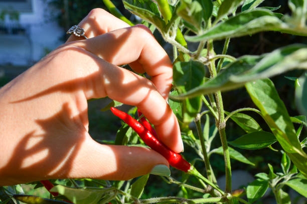 piękne zbliżenie pani zbieranie czerwony gorący chili pepper. zmysłowe palce dotykają czerwonych dojrzałych owoców na zielonej roślinie - picking up flash zdjęcia i obrazy z banku zdjęć