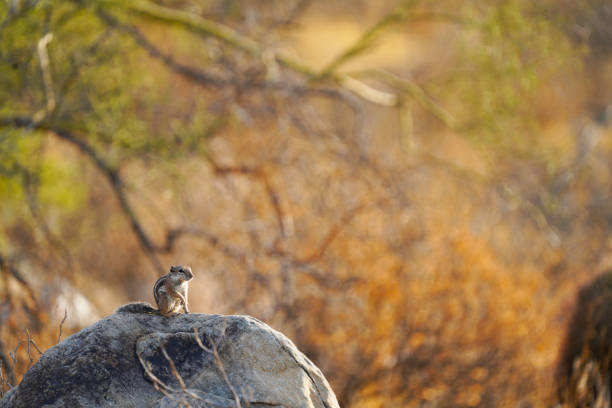 Harris's Antelope Squirrel with a goofy squatting stance posing on a rock