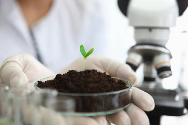 istock Hands gloves hold soil with sprout near microscope 1273933169