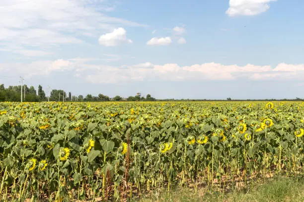 Landscape sunflower field near city of Plovdiv, Bulgaria