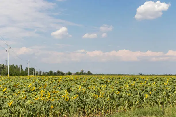 Landscape sunflower field near city of Plovdiv, Bulgaria