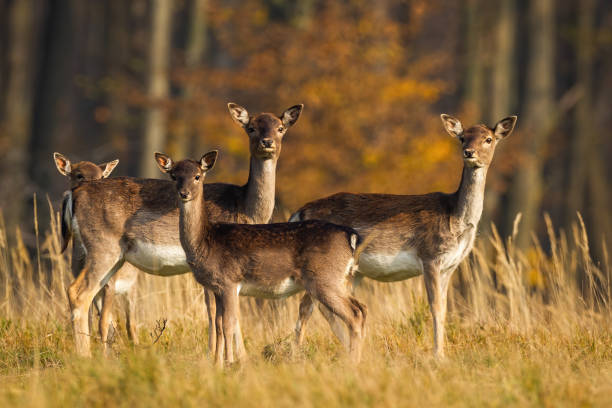 istock Herd of fallow deer standing on meadow in autumn nature. 1273933948