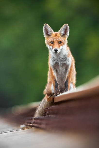 istock Alert red fox sitting on railway track in summertime nature. 1273934499