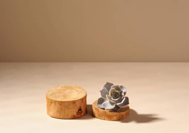 istock Succulent plant located on a round wood slice podium. 1273934569