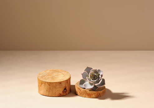 Succulent plant located on a round wood slice podium. Indoor home decoration. Creative background. Horizontal.