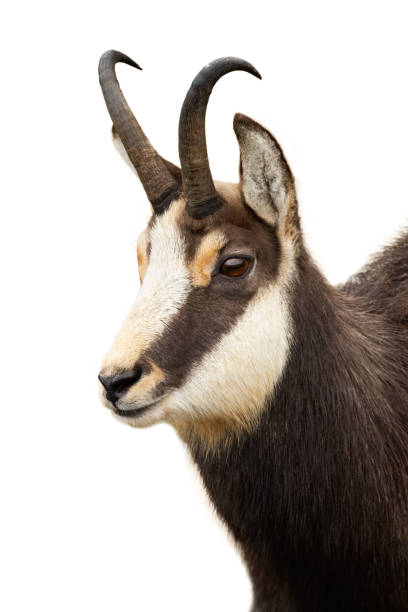 istock Tatra chamois head staring isolated on white background. 1273934641