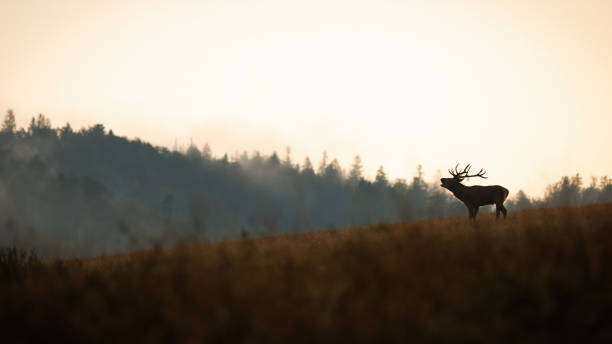 istock Red deer roaring on hills in autumn nature panoramatic. 1273934705