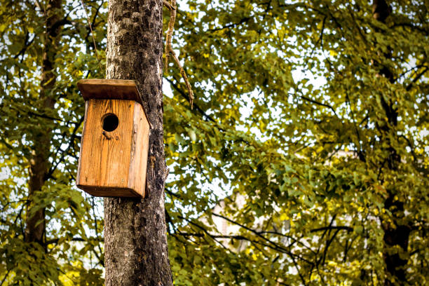 istock House for birds on a tree in the park 1273934793