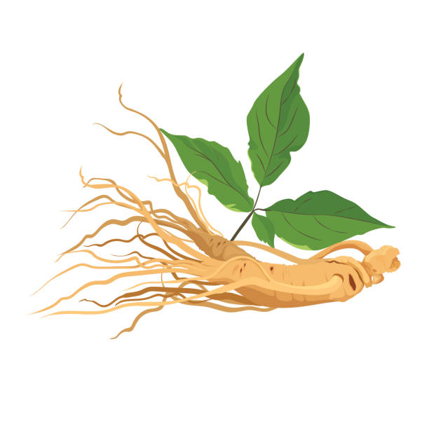 ilustrações, clipart, desenhos animados e ícones de erva raiz ginseng para medicina e saúde. isolado em branco. vetor - ginseng isolated root herbal medicine