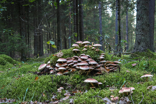 armillaria ostoyae solidipes mushroom cluster in the forest. Autumn in the forest