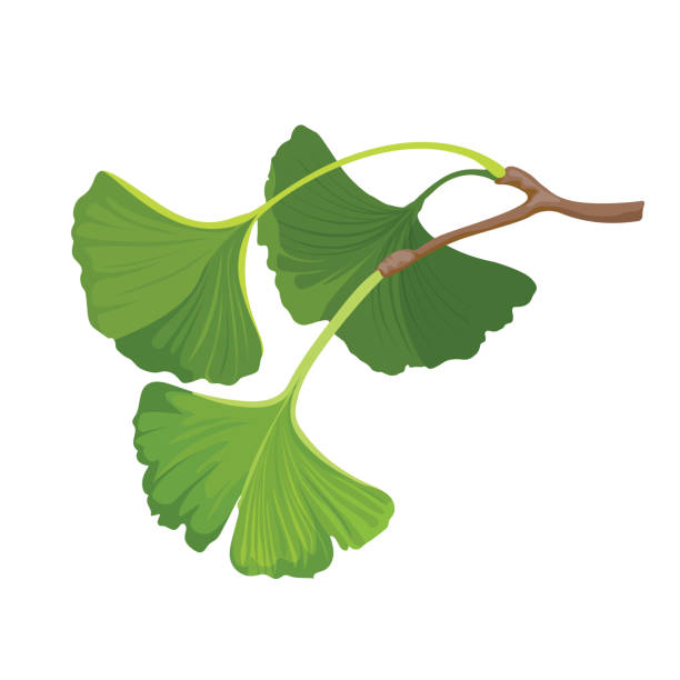 Ginkgo biloba herbal green leaf. Isolated on white. Vector vector art illustration