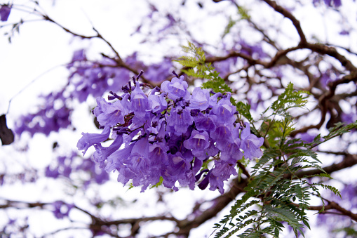 Purple Jacaranda Flower in African rural area
