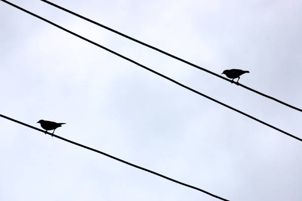 istock Two birds sitting on a power electric line wire 1273937814