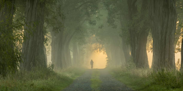 femme marchant sur le sentier sous des arbres majestueux d’acacia dans le brouillard de matin - distance running jogging running fog photos et images de collection