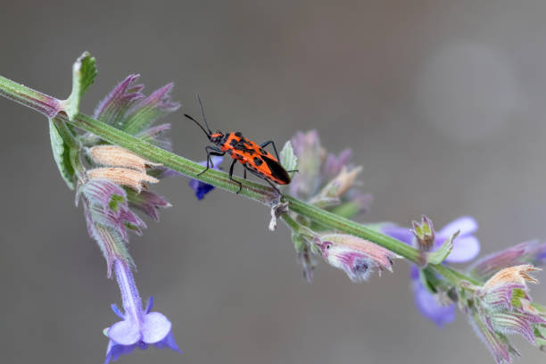 istock Corizus hyoscyami or cinnamon bug on a plant stem 1273937984