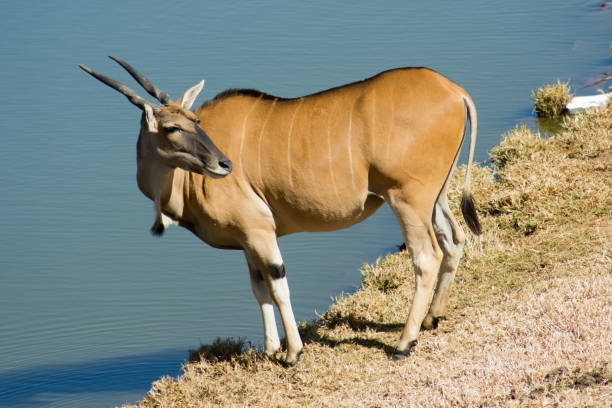 un solo eland común (antílope) salvaje en africa - eland fotografías e imágenes de stock