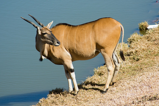 A wild Common Eland (or Antelope) standing beside waer in a Game reserve