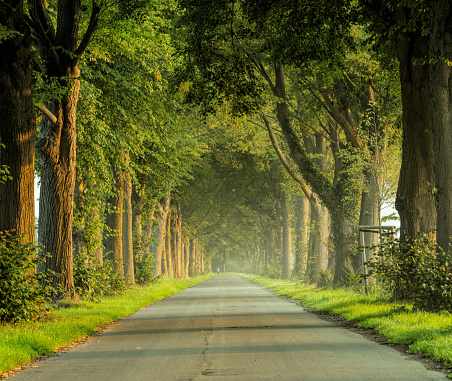 Treelined country road in morning sunlight